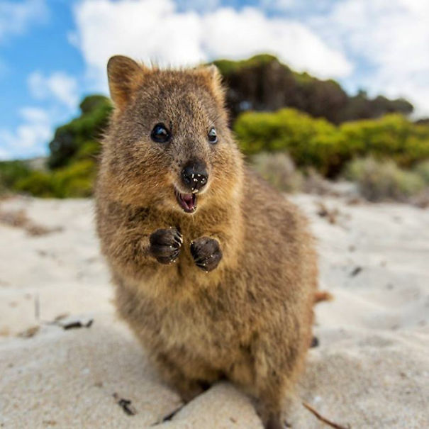 Quokka Photo